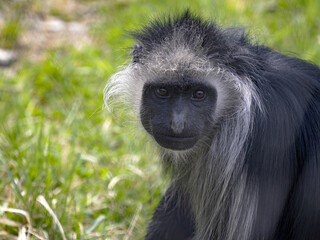 Portrait of King Colobus, Colobus polykomos, female observing surroundings.