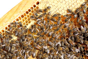some honey bees on a bee hive - 501861503