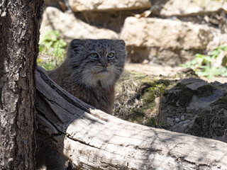 Pallas´ cat, Otocolobus manul, sits behind a branch and watches the surroundings.