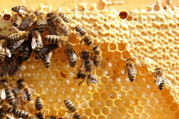honey bees on a yellow bee hive