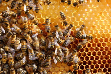 many honey bees on a bee hive - obrazy, fototapety, plakaty