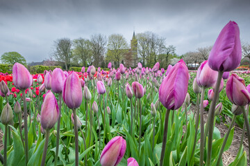 Tulpen Garten Holland