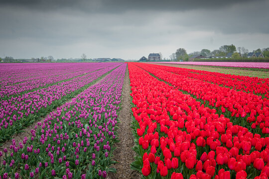 Tulpen Feld Holland