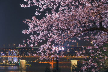Obraz premium Cherry blossoms bloom in Qingchuange Scenic Spot in Wuhan, Hubei