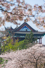 Cherry blossoms bloom in Qingchuange Scenic Spot in Wuhan, Hubei