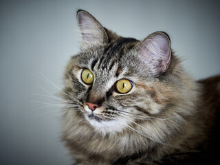 Portrait of a Norwegian forest cat on a light background.