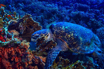 sea turtle underwater on a coral reef