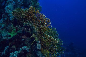 coral reef background, underwater marine life ecosystem ocean sea