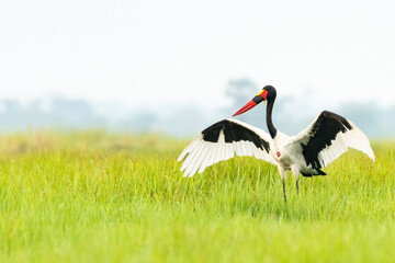 Saddle-billed stork (Ephippiorhynchus senegalensis) with its wings open in the green wetland area, Ziwa rhino sanctuary, Uganda, Africa