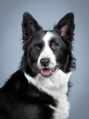 portrait of a black and white border collie puppy