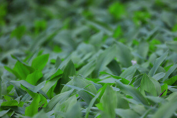 lilies of the valley leaves green background, nature fresh green garden texture