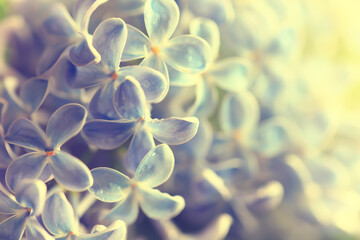 macro flowers lilac spring abstract background