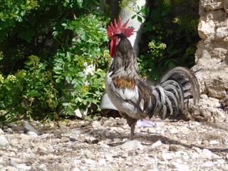 gallo