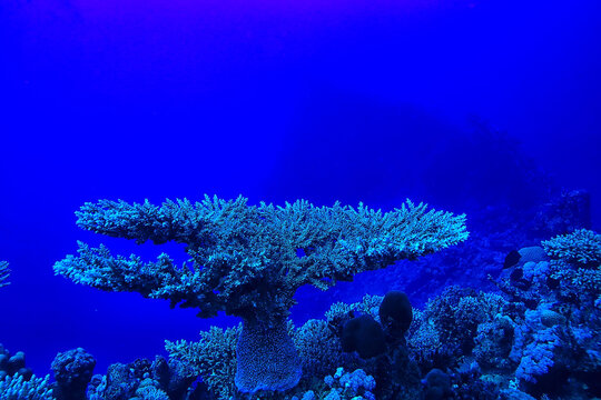 Tropical Sea Underwater Background Diving Ocean