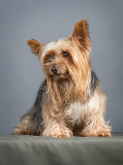 Yorkshire sitting in a photo studio
