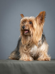 Yorkshire sitting in a photo studio
