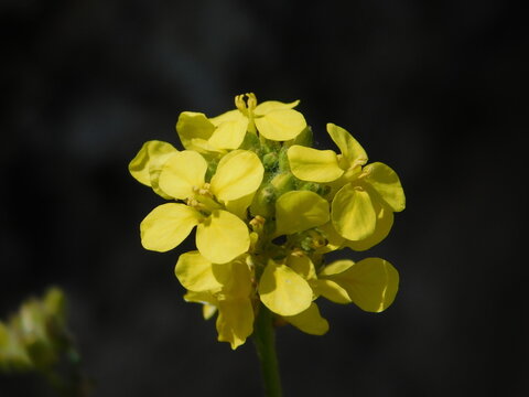 jaramago (flores amarillas con fondo negro)