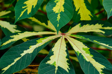 The variegated leaves in the garden