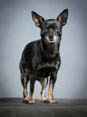 Black chihuahua sitting with blue background