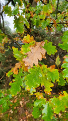 Close up of oak leavs turning colour in the autumn 