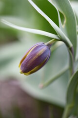 Drobne fioletowe tulipany 2022