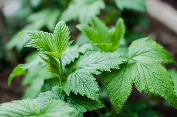 Abstraction growing green leaves on a light background outdoors