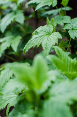 Abstraction growing green leaves on a light background outdoors