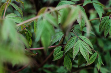 Abstraction growing green leaves on a light background outdoors