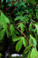 Abstraction growing green leaves on a light background outdoors