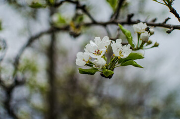 White flowers pear blossom is good nectar and for pear harvest