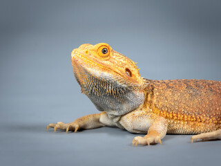 Portrait of central bearded dragon in a photography studio