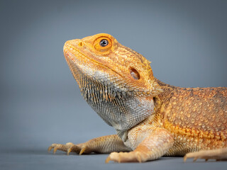 Portrait of central bearded dragon in a photography studio