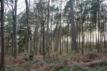 Looking in to a pine tree forest in the winter