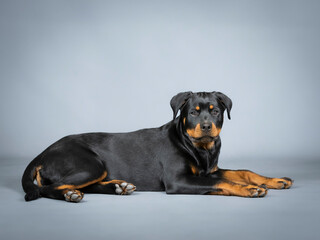 Fototapeta premium Rotweiler puppy lying down on the floor