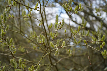 Close up of catkins growing in the spring