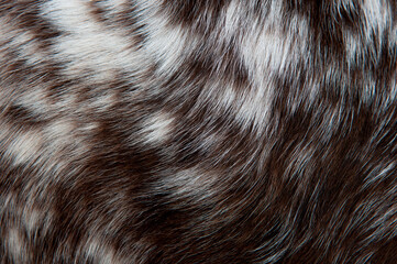 Beautiful spotted fur close-up. Texture of brown animal wool. Dog fur.