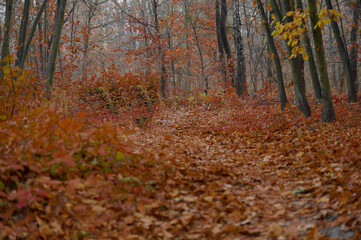 Obraz premium autumn forest with red and orange fallen leaves