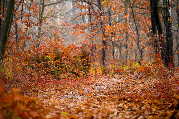 Obraz premium autumn forest with red and orange fallen leaves