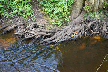 Clsoe up of tree roots growing in to a river