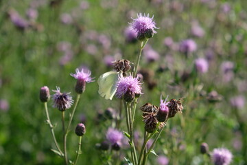 FU 2021-08-08 WanderHonLinz 550 Auf der Distelblüte ist ein Schmetterling