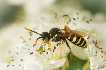 Soft closeup on a male Gooden's Nomad Bee, Nomada goodeniana, sipping nectar form a white hawthorn flowers