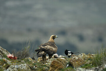 El aguila real en la montaña