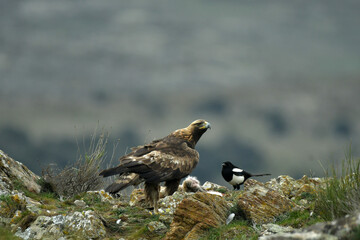 El aguila real en la montaña