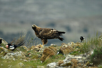 El aguila real en la montaña