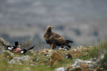 El aguila real en la montaña