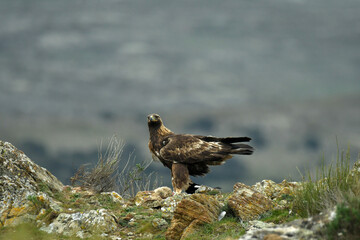 El aguila real en la montaña