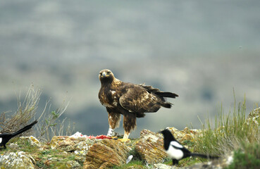 El aguila real en la montaña