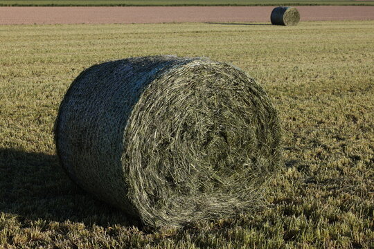 frisches gras wird gepresst und eingewickelt als silofutter f&uuml;r k&uuml;he