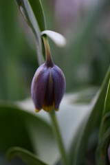 Drobne fioletowe tulipany 2022