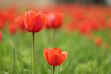 Klomb czerwonych kwiatów tulipan na tle zielonej trawy. 